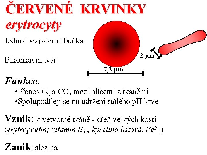 ČERVENÉ KRVINKY erytrocyty Jediná bezjaderná buňka 2 μm Bikonkávní tvar 7, 2 μm Funkce: