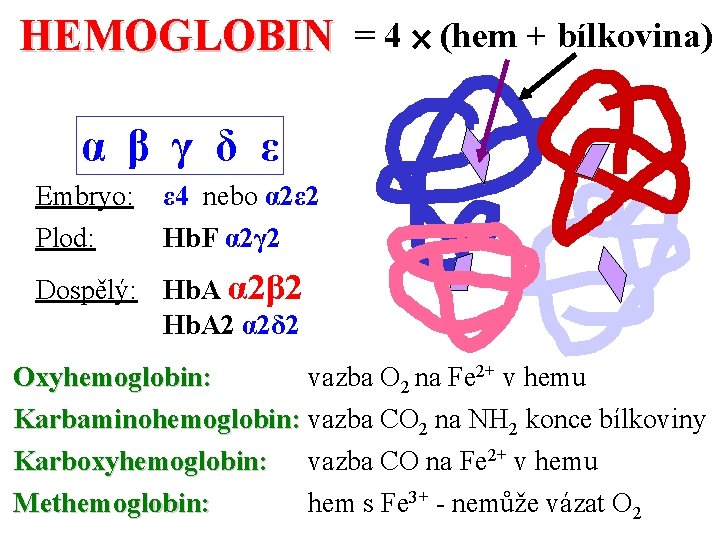 HEMOGLOBIN = 4 (hem + bílkovina) α β γ δ ε Embryo: ε 4