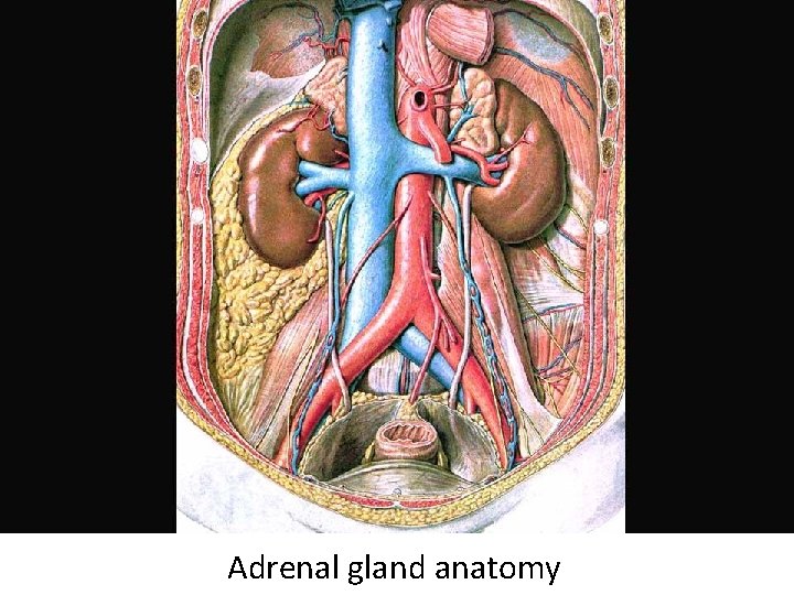 Adrenal gland anatomy 