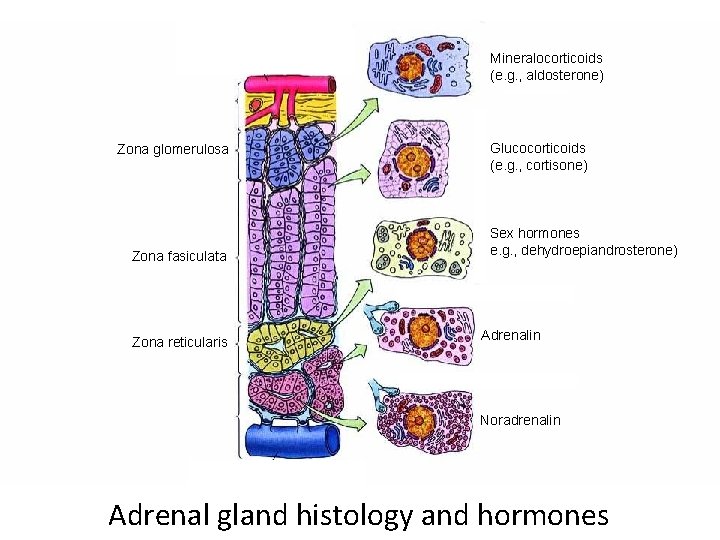 Mineralocorticoids (e. g. , aldosterone) Hormones: Zona glomerulosa Capsule Zona fasiculata Zona reticularis Glucocorticoids