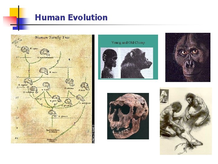 Human Evolution 