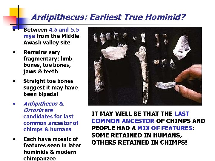 Ardipithecus: Earliest True Hominid? • Between 4. 5 and 5. 5 mya from the
