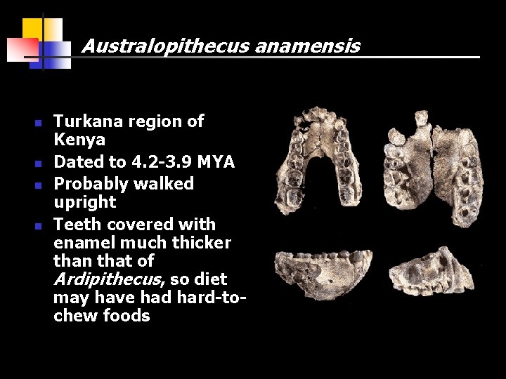 Australopithecus anamensis n n Turkana region of Kenya Dated to 4. 2 -3. 9
