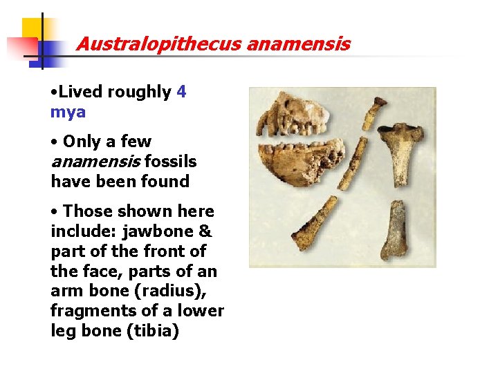 Australopithecus anamensis • Lived roughly 4 mya • Only a few anamensis fossils have