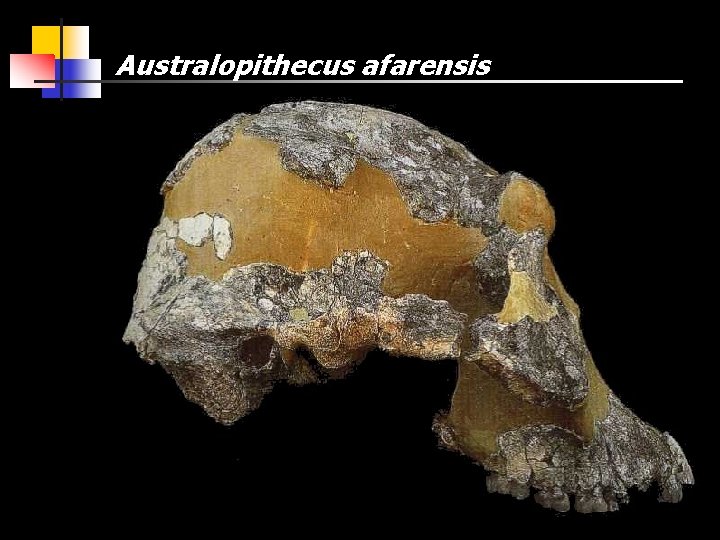 Australopithecus afarensis 