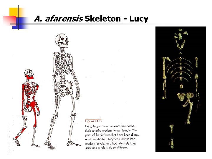 A. afarensis Skeleton - Lucy 