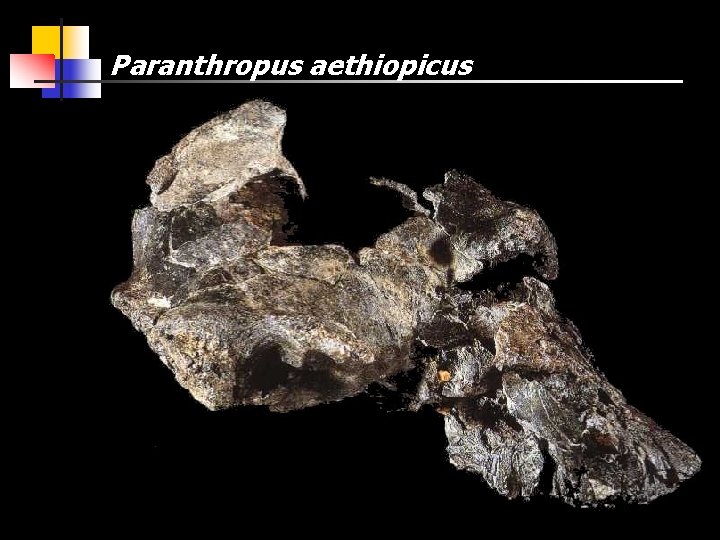 Paranthropus aethiopicus 