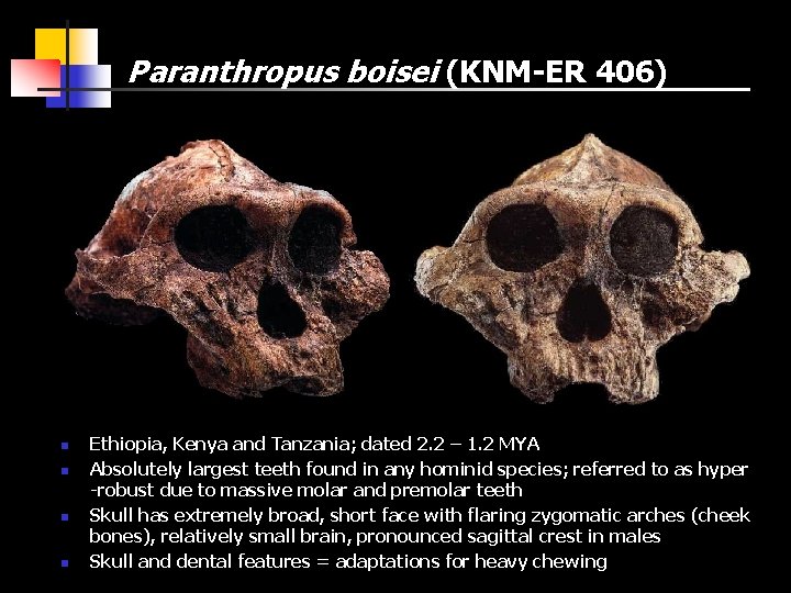 Paranthropus boisei (KNM-ER 406) n n Ethiopia, Kenya and Tanzania; dated 2. 2 –