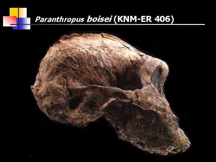 Paranthropus boisei (KNM-ER 406) 