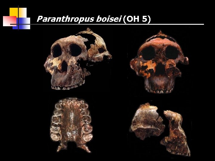 Paranthropus boisei (OH 5) 