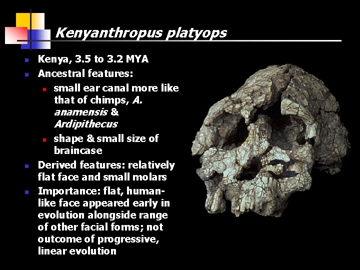 Kenyanthropus platyops n n Kenya, 3. 5 to 3. 2 MYA Ancestral features: n