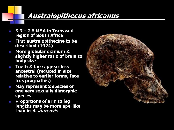 Australopithecus africanus n n n 3. 3 – 2. 5 MYA in Transvaal region