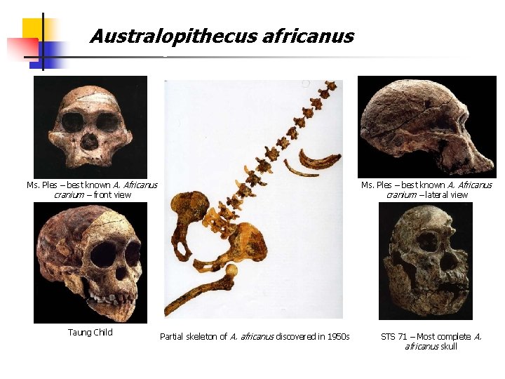 Australopithecusafricanus Australopithecus Ms. Ples – best known A. Africanus cranium – front view Taung