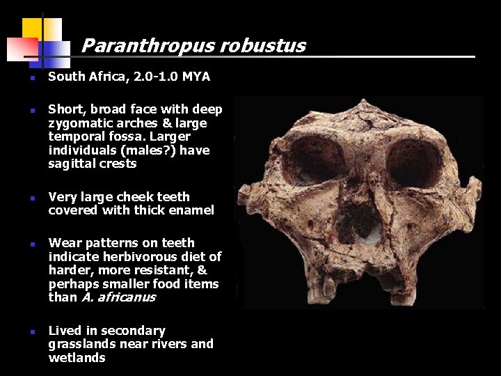 Paranthropus robustus n n n South Africa, 2. 0 -1. 0 MYA Short, broad