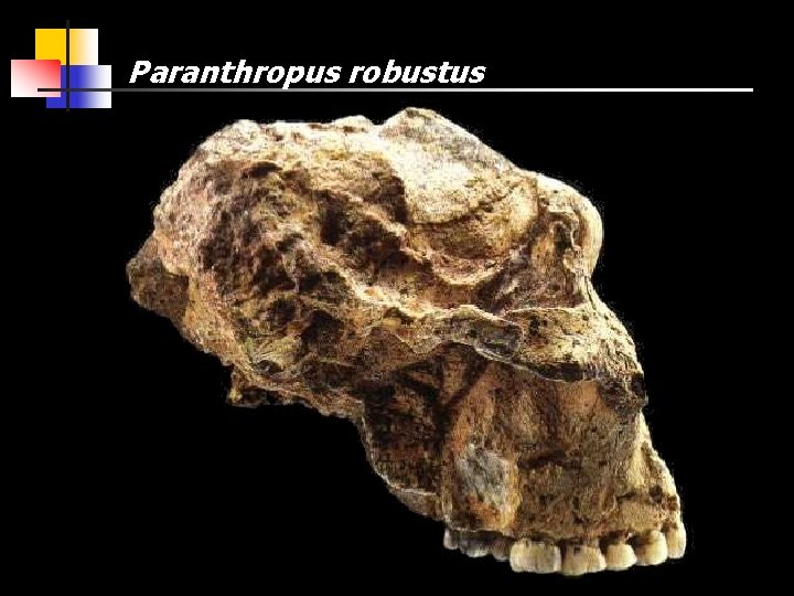 Paranthropus robustus 