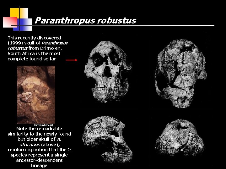 Paranthropus robustus This recently discovered (1999) skull of Paranthropus robustus from Drimolen, South Africa