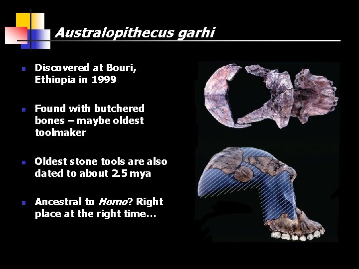 Australopithecus garhi n n Discovered at Bouri, Ethiopia in 1999 Found with butchered bones