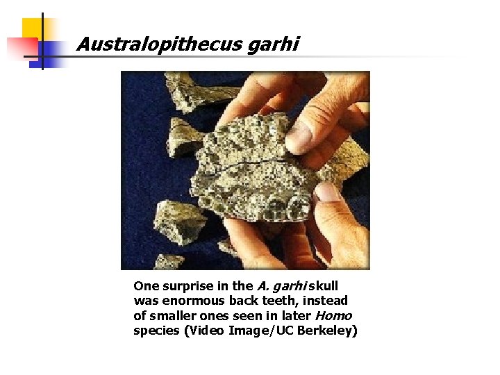 Australopithecus garhi One surprise in the A. garhi skull was enormous back teeth, instead