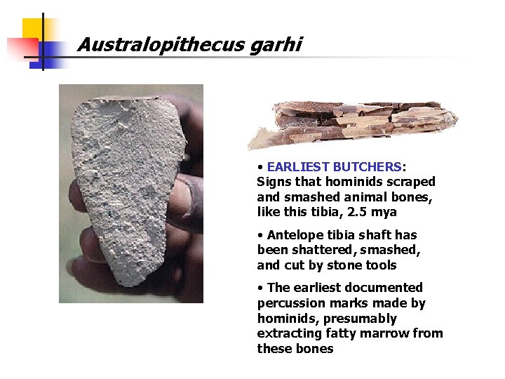 Australopithecus garhi • EARLIEST BUTCHERS: Signs that hominids scraped and smashed animal bones, like