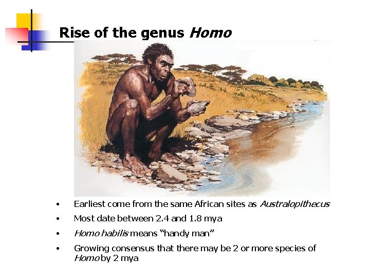 Rise of the genus Homo • Earliest come from the same African sites as