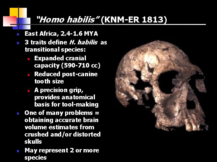 “Homo habilis” (KNM-ER 1813) n n East Africa, 2. 4 -1. 6 MYA 3