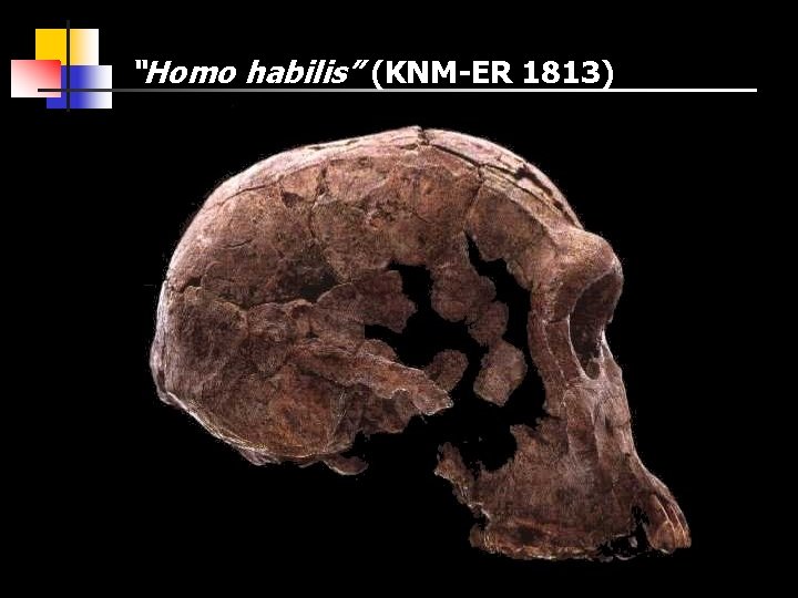 “Homo habilis” (KNM-ER 1813) 