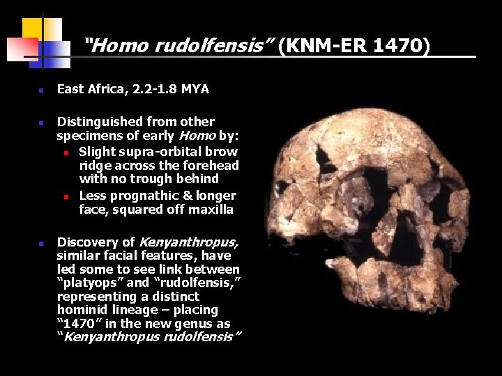 “Homo rudolfensis” (KNM-ER 1470) n n n East Africa, 2. 2 -1. 8 MYA
