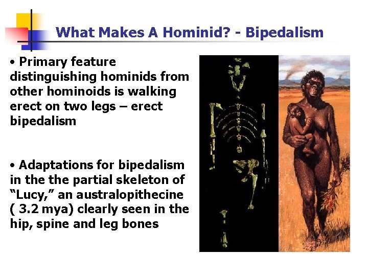 What Makes A Hominid? - Bipedalism • Primary feature distinguishing hominids from other hominoids