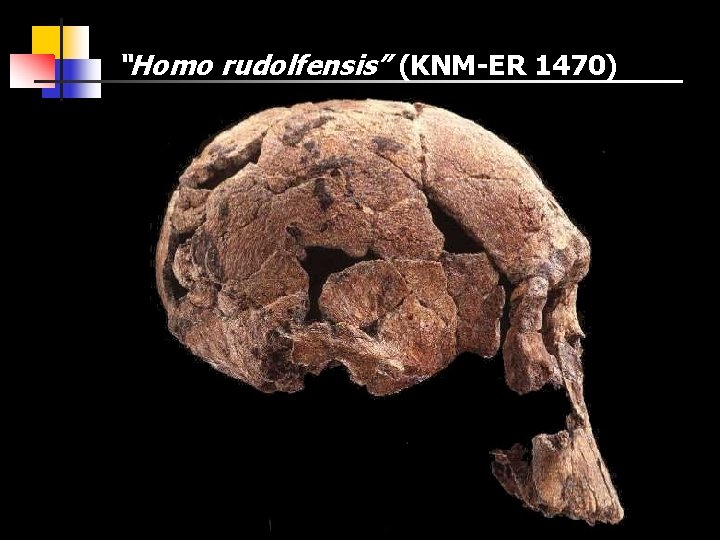 “Homo rudolfensis” (KNM-ER 1470) 