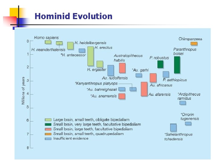 Hominid Evolution 