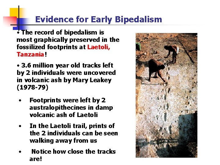 Evidence for Early Bipedalism • The record of bipedalism is most graphically preserved in