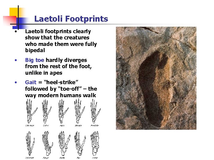 Laetoli Footprints • Laetoli footprints clearly show that the creatures who made them were