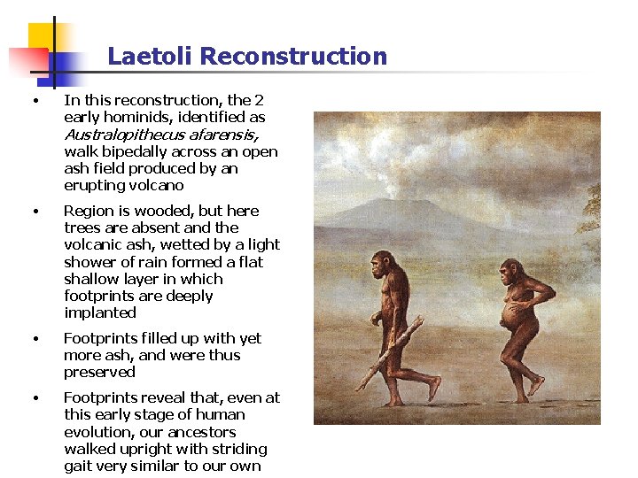 Laetoli Reconstruction • In this reconstruction, the 2 early hominids, identified as Australopithecus afarensis,