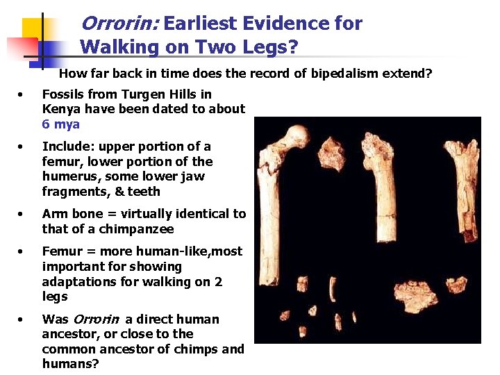 Orrorin: Earliest Evidence for Walking on Two Legs? How far back in time does