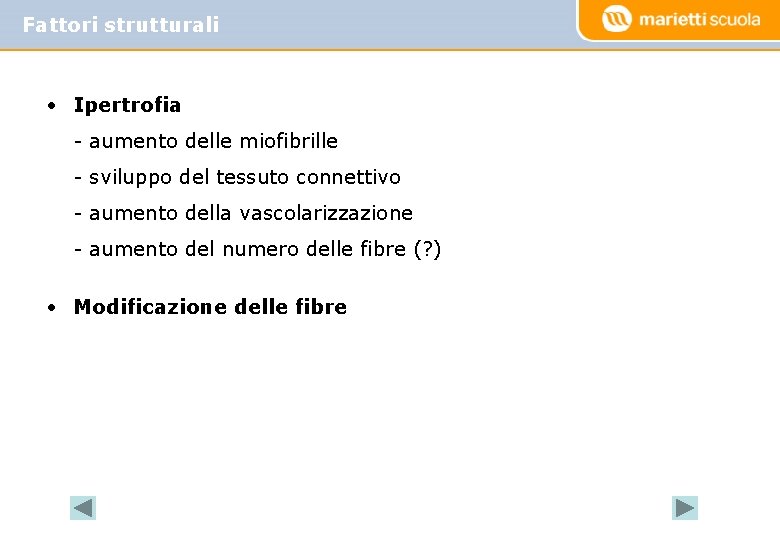 Fattori strutturali • Ipertrofia - aumento delle miofibrille - sviluppo del tessuto connettivo -