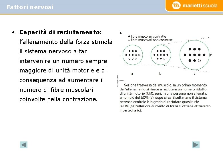 Fattori nervosi • Capacità di reclutamento: l’allenamento della forza stimola il sistema nervoso a