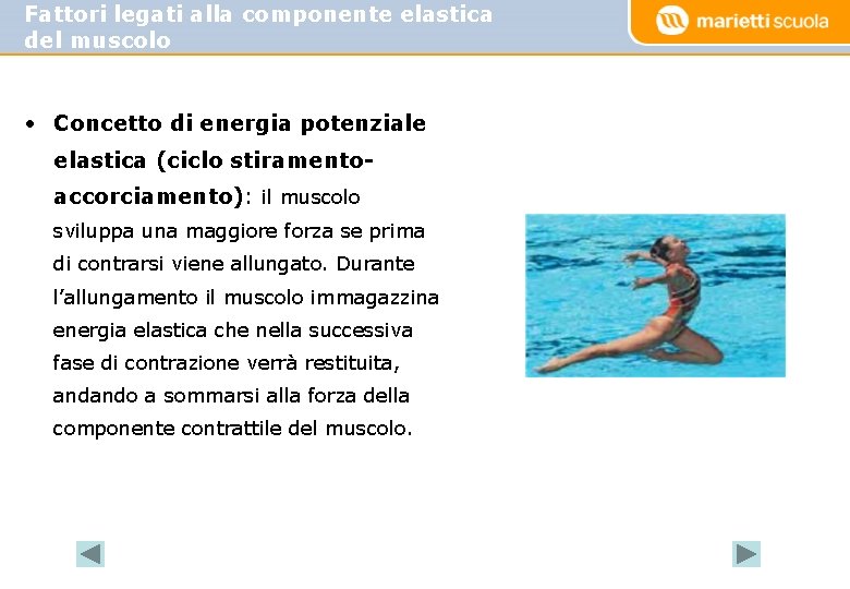 Fattori legati alla componente elastica del muscolo • Concetto di energia potenziale elastica (ciclo