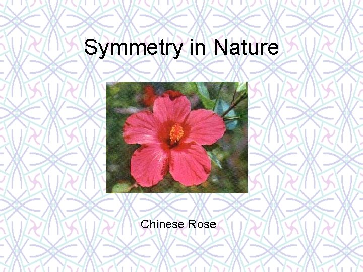 Symmetry in Nature Chinese Rose 