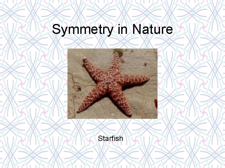 Symmetry in Nature Starfish 