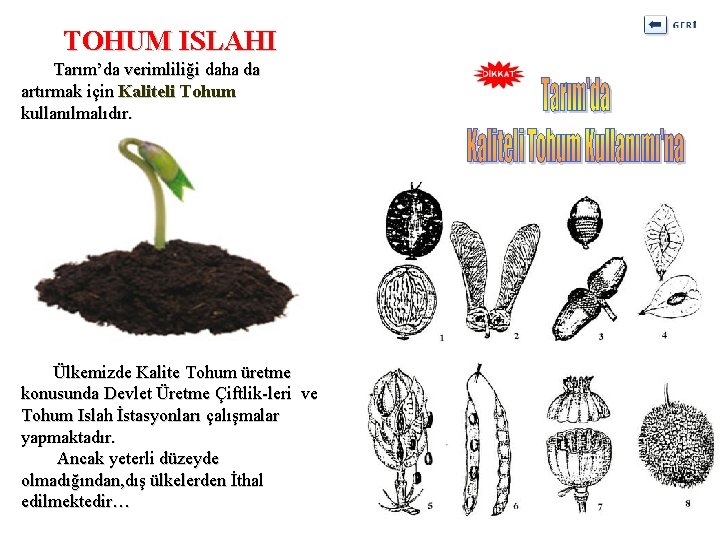 TOHUM ISLAHI Tarım’da verimliliği daha da artırmak için Kaliteli Tohum kullanılmalıdır. Ülkemizde Kalite Tohum