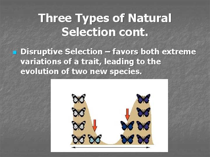 Three Types of Natural Selection cont. n Disruptive Selection – favors both extreme variations