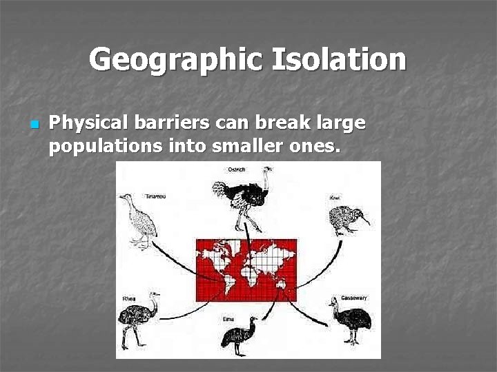 Geographic Isolation n Physical barriers can break large populations into smaller ones. 