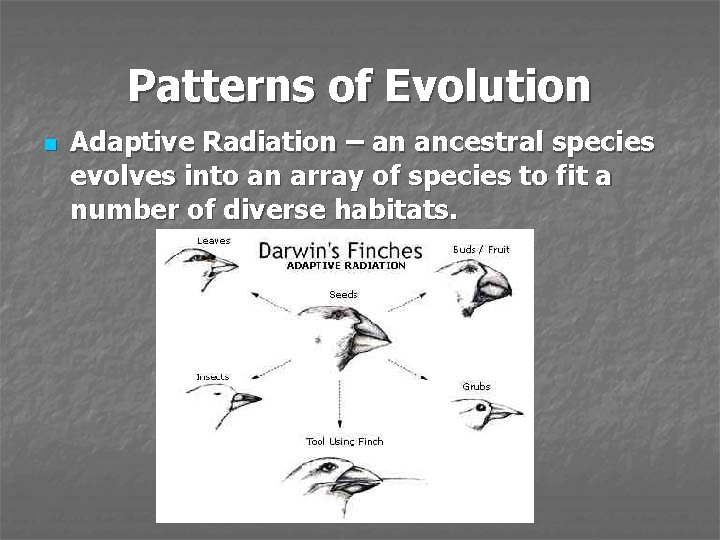 Patterns of Evolution n Adaptive Radiation – an ancestral species evolves into an array