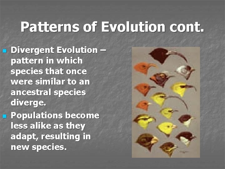 Patterns of Evolution cont. n n Divergent Evolution – pattern in which species that