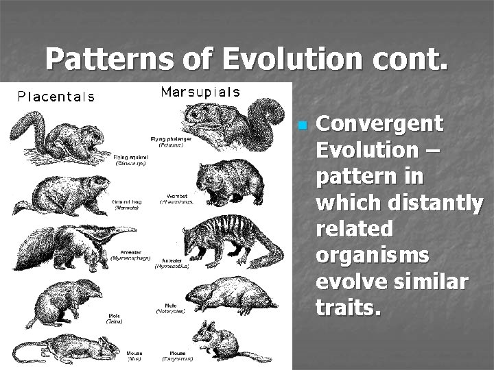 Patterns of Evolution cont. n Convergent Evolution – pattern in which distantly related organisms