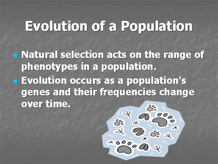 Evolution of a Population n n Natural selection acts on the range of phenotypes