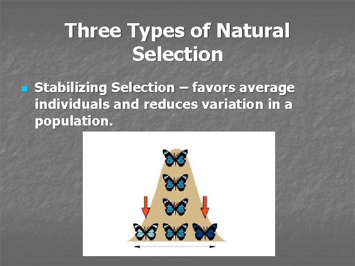 Three Types of Natural Selection n Stabilizing Selection – favors average individuals and reduces