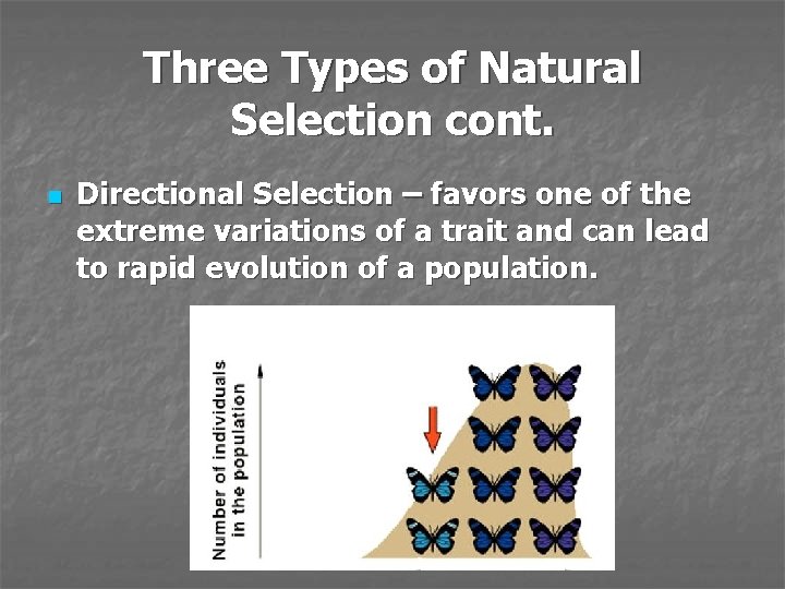 Three Types of Natural Selection cont. n Directional Selection – favors one of the