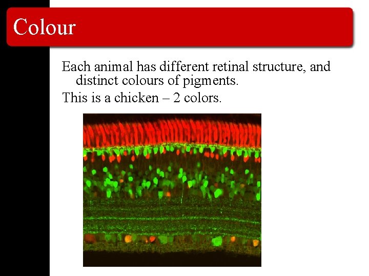 Colour Each animal has different retinal structure, and distinct colours of pigments. This is