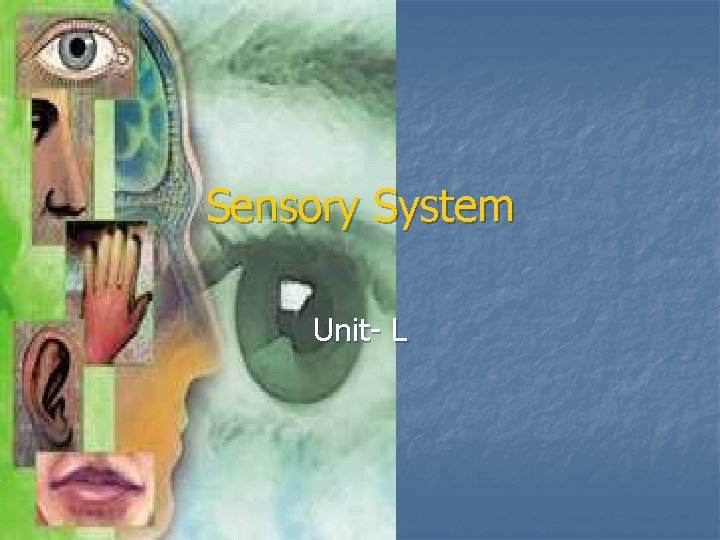 Sensory System Unit L Special Senses n The
